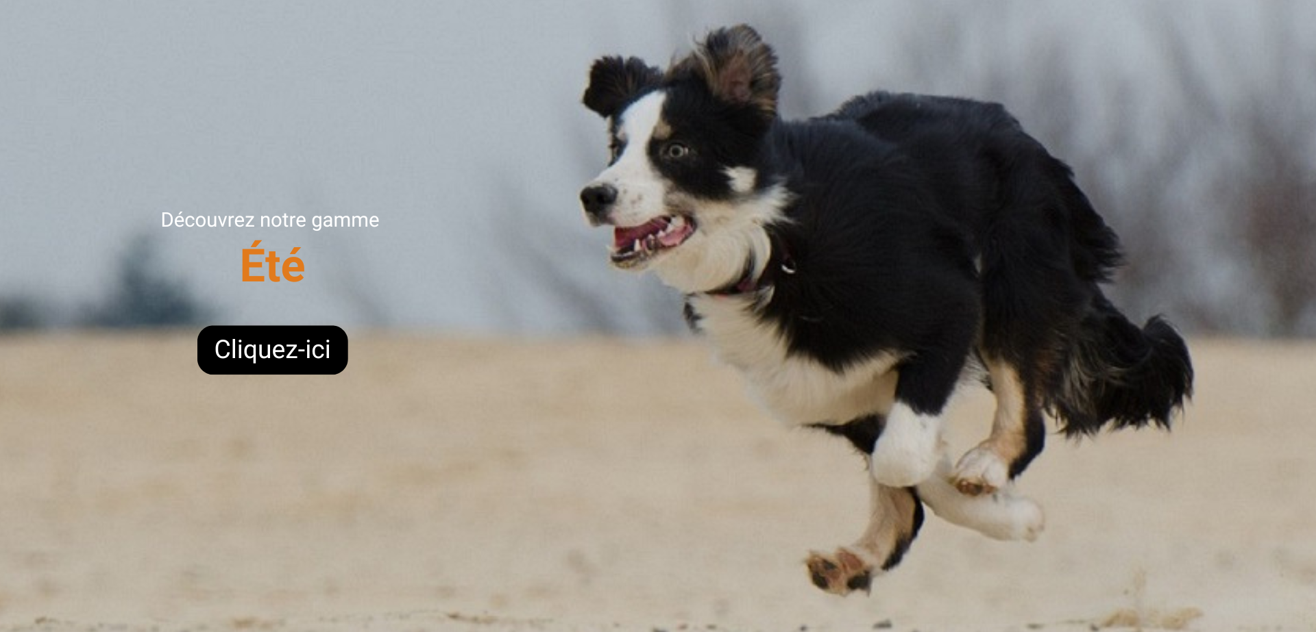 Gamme été pour chien.
